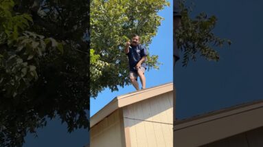 Pecan tree pecan pie 🥧 been eating these pecans from this tree for almost 50 years now!